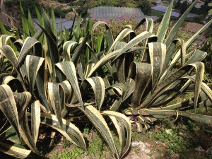 Cameron Highlands-095